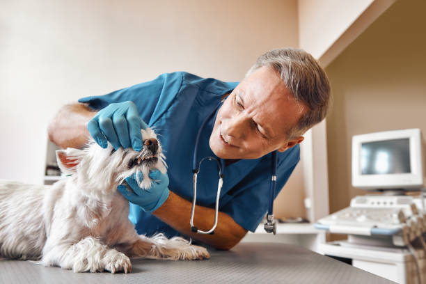 Best Emergency Dentist for Lost Fillings or Crowns in Laporte, CO